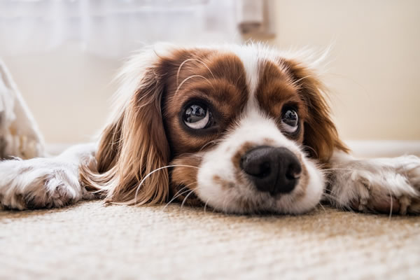 Carpet Cleaning in Southampton